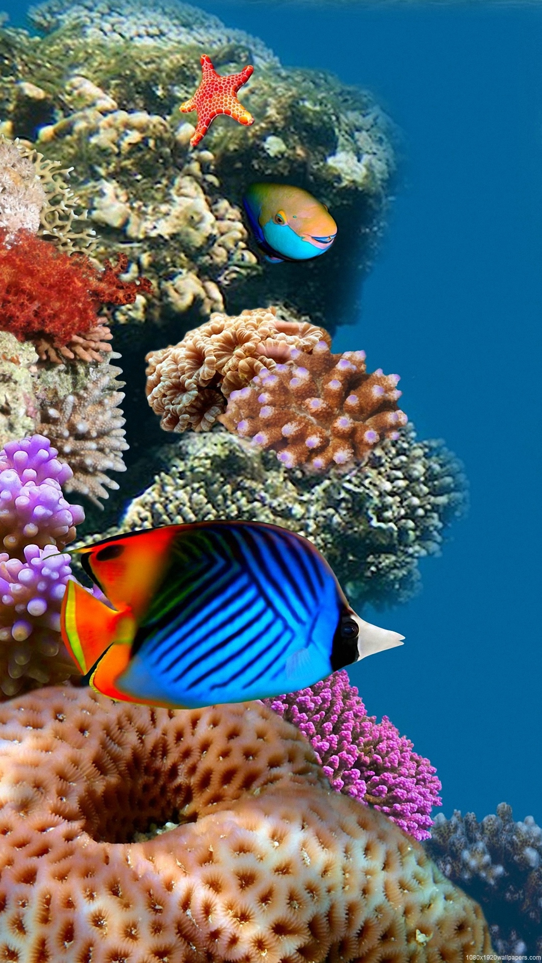 1080x1920 Аквариум Живые обои 1 0 40 Apk Загрузить Android - Ultra Hd Fish Hd Обои для мобильных ( # 2043184) - HD обои u0026 Backgrounds Download