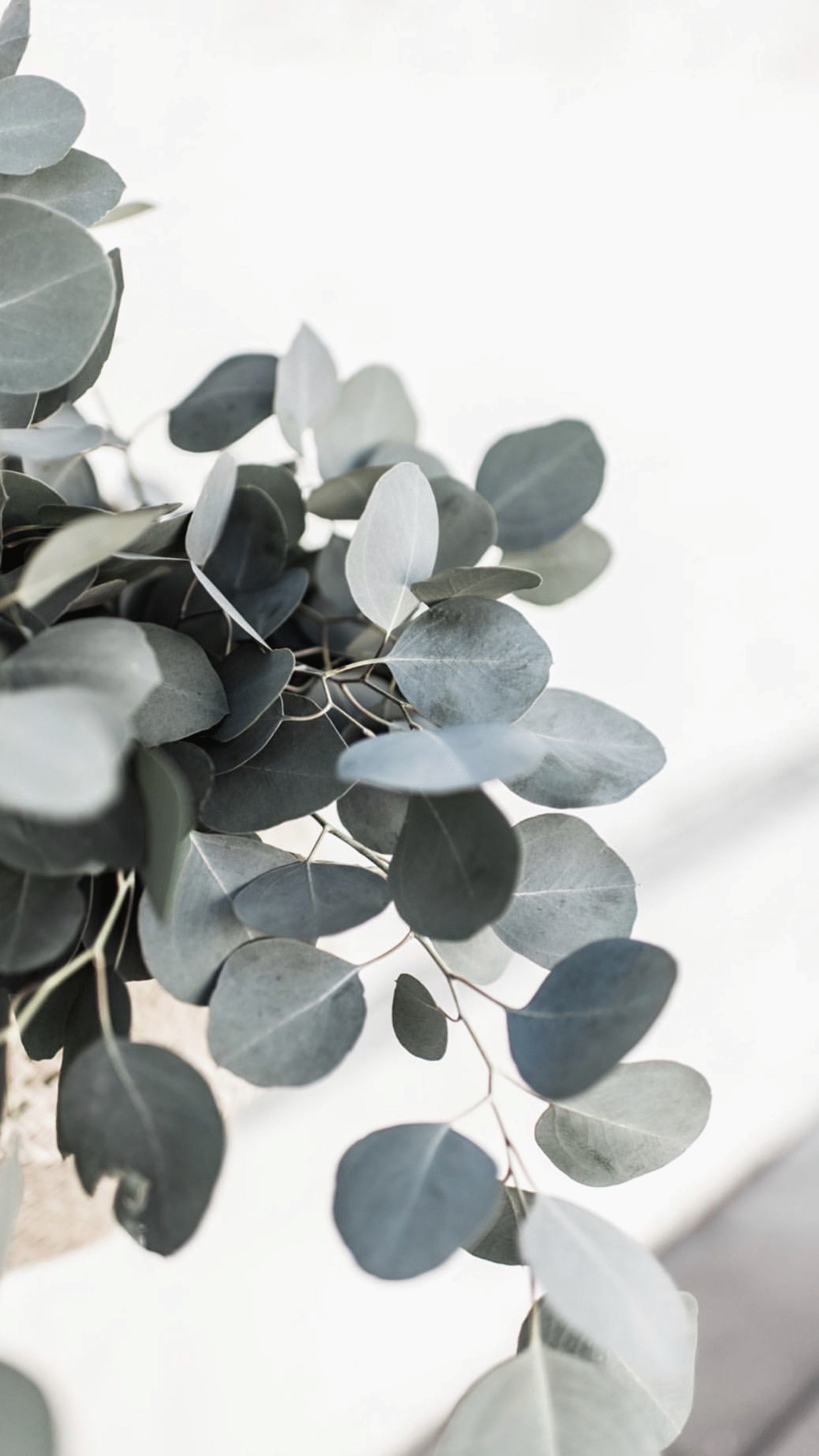 1242x2208   Diy Мебель Сельский дом в 2020 году | Цветочные обои для телефона Растения Растения обои