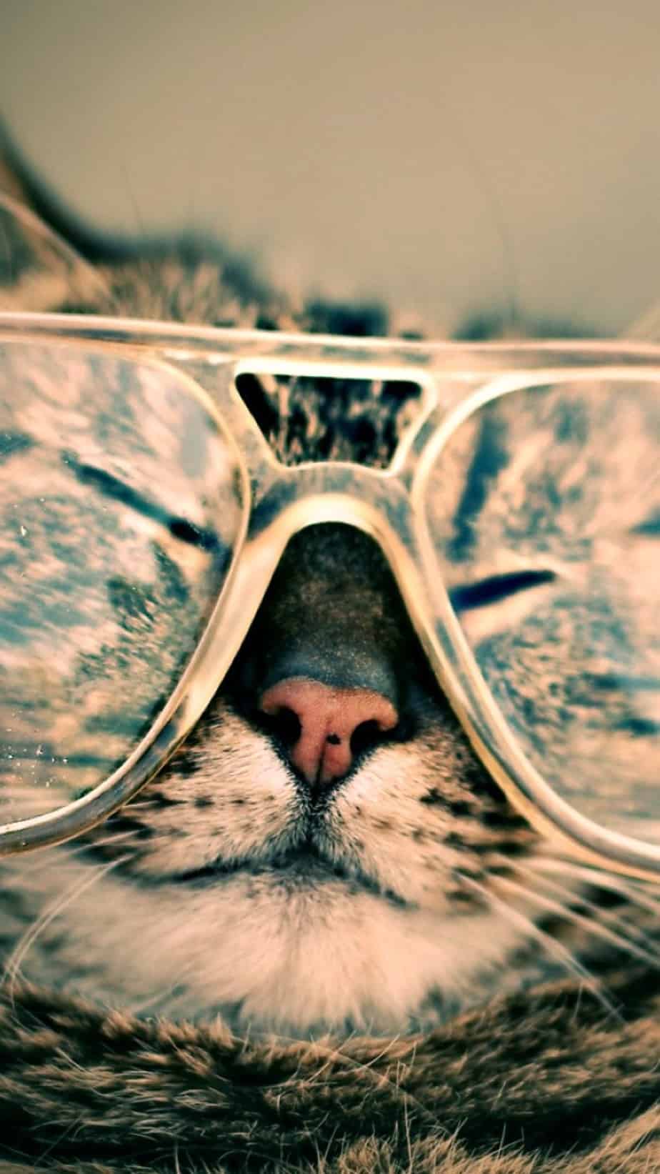 924x1643  Silly Days: Cat \ u0026 Glasses Phone Wallpaper - Endmyopia® 