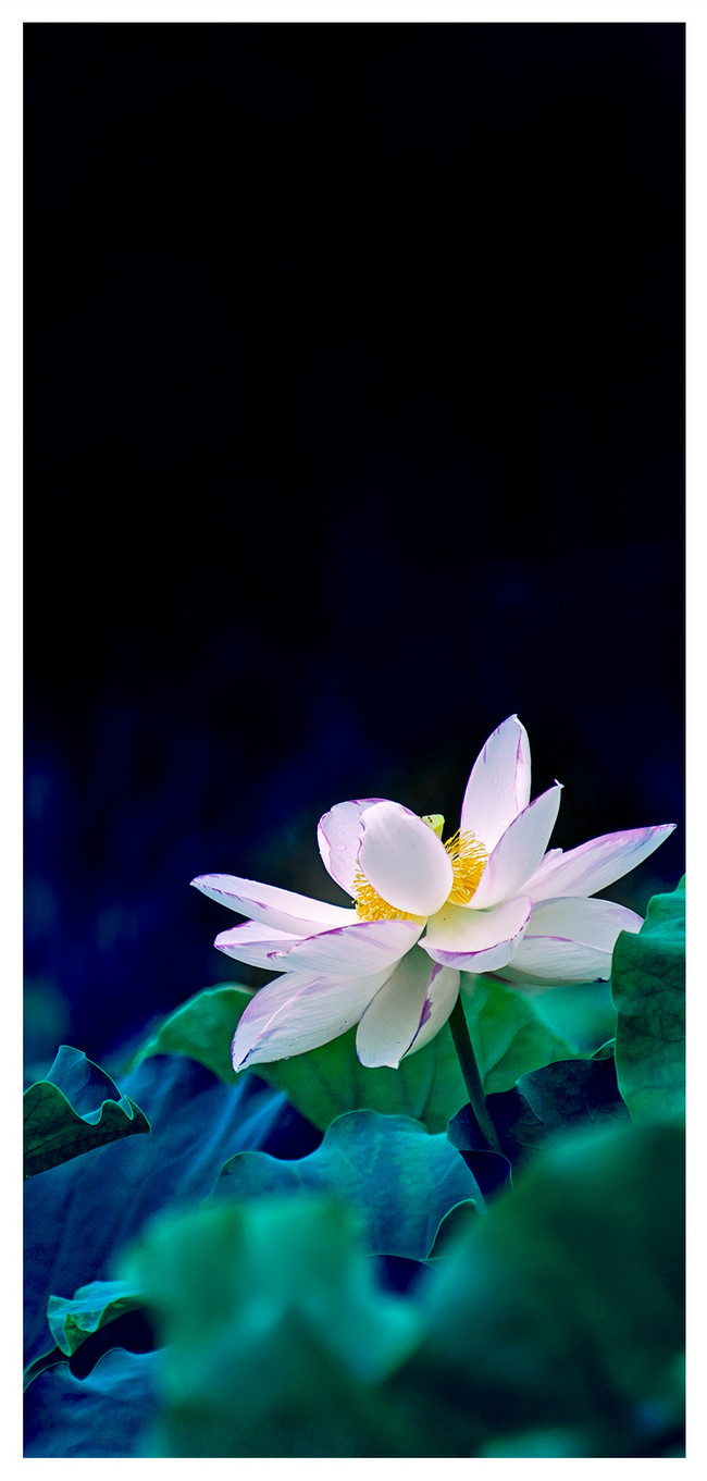 650x1361  Lotus сотовый телефон обои фоновые изображения скачать бесплатно-400239708 -Lovepik.com 