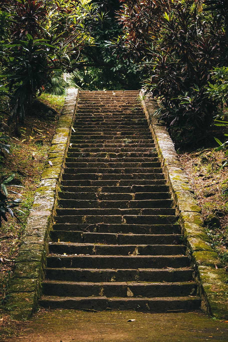 910x1365  HD обои: маврикий пена джунгли лес лестница остров телефон обои | Обои Flare