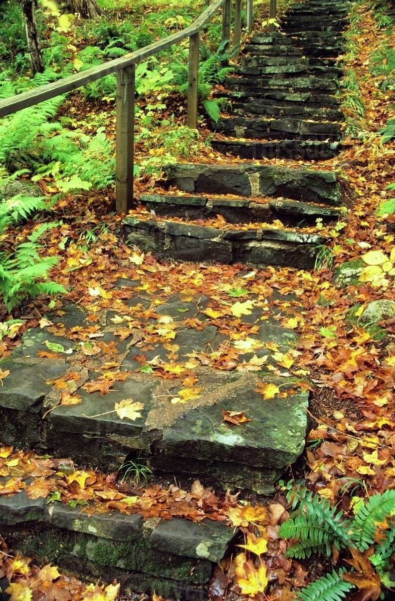 788x1200  Forest Stairs Wallpaper - KoLPaPer - Потрясающие бесплатные HD-обои