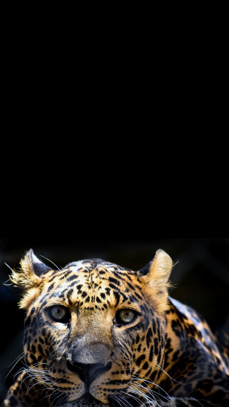 750x1334 Tiger Mobile Wallpapers Group (24 +) 