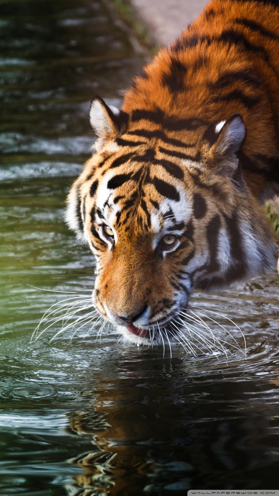 1080x1920 Лучшие 33+ обои для телефона с тигром на HipWallpaper | Awesome Tiger Wallpaper 