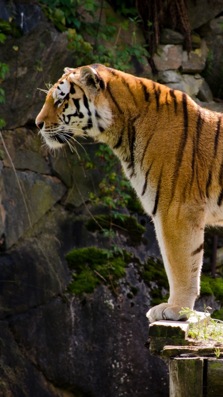 750x1334 Tiger Pictures | Скачать бесплатные изображения u0026 Stock Photos на Unsplash 