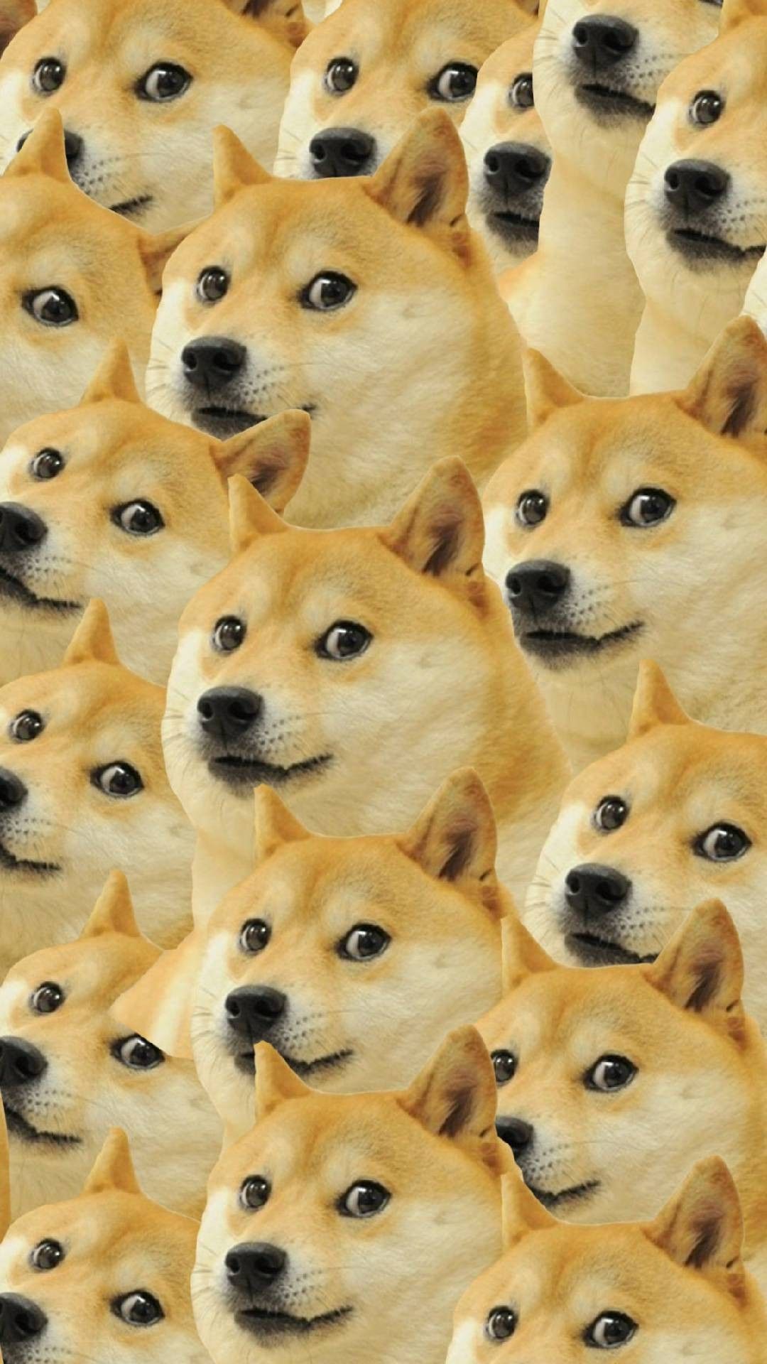 Шиба-ину Дож Обои Главный экран | Собака обои iphone Собака обои Doge meme