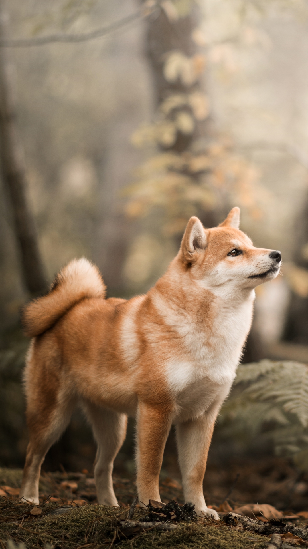 1080x1920  Shiba Inu Wallpaper Iphone - 1080x1920 - Обои для телефона Teahub.io 