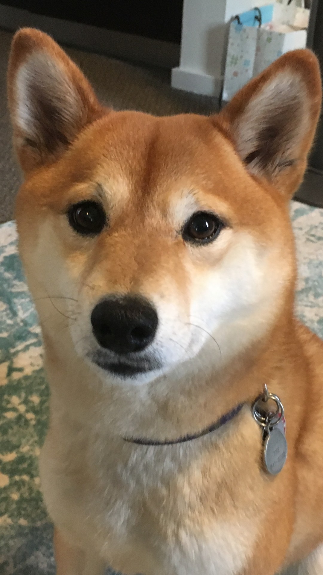 1080x1920  Shiba Inu Doge Wallpaper Iphone ~ Kecbio