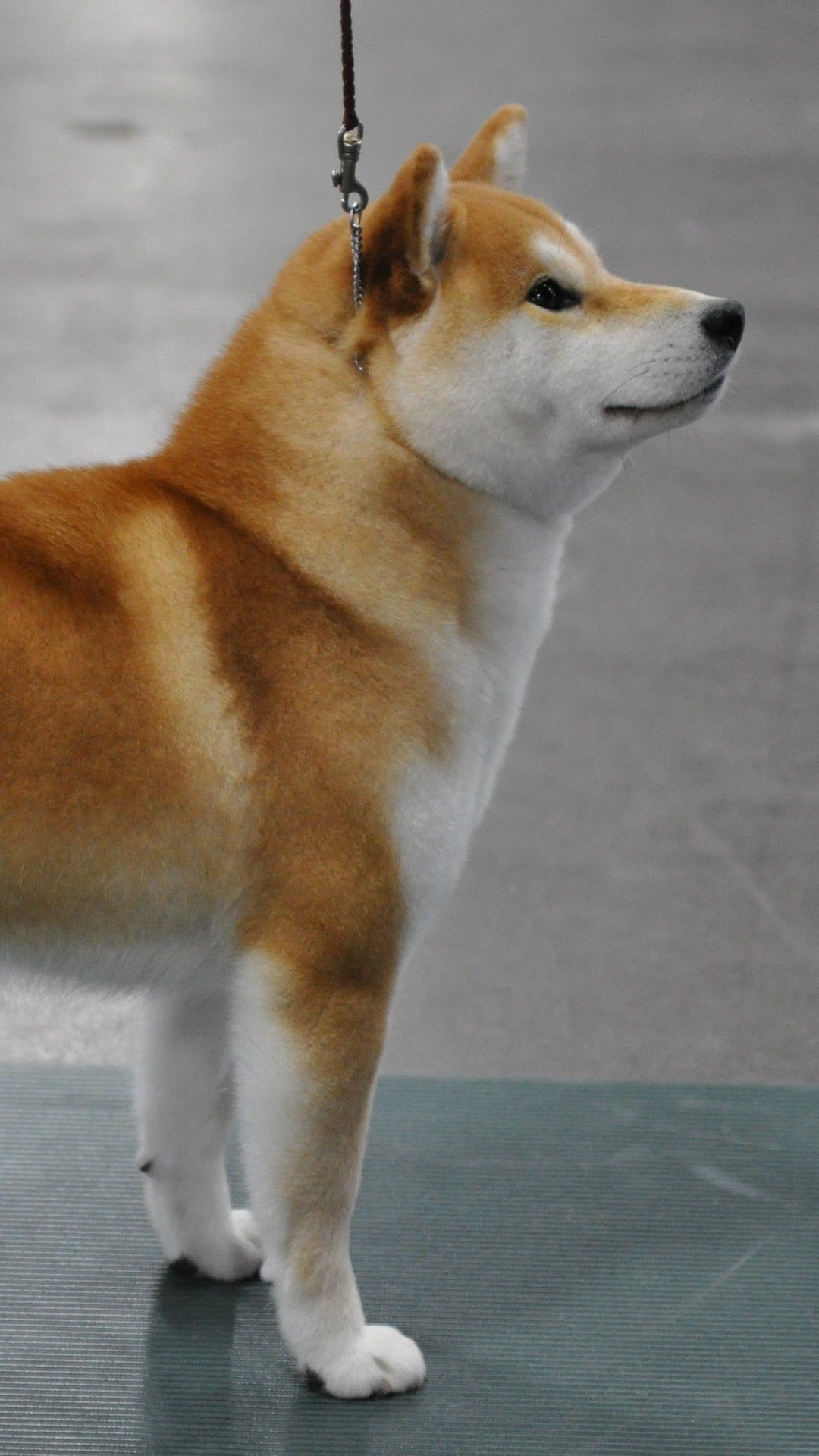 1080x1920  Low Poly Doge wallpaper в разрешении 720x1280