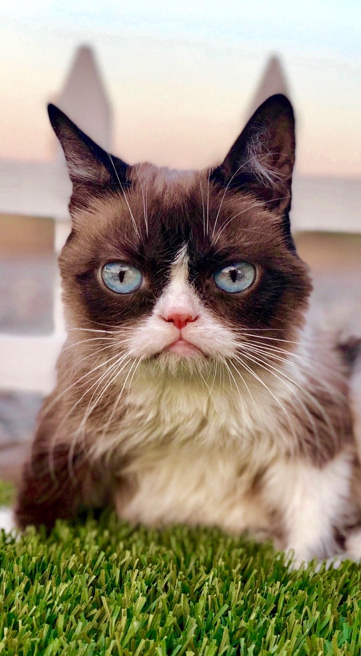 705x1280   Grumpycatgrumpy Catcatscatwallpaperphone Wallpaper - Grumpy Cat Iphone (# 187661) - HD Wallpaper \ u0026 Backgrounds Download 