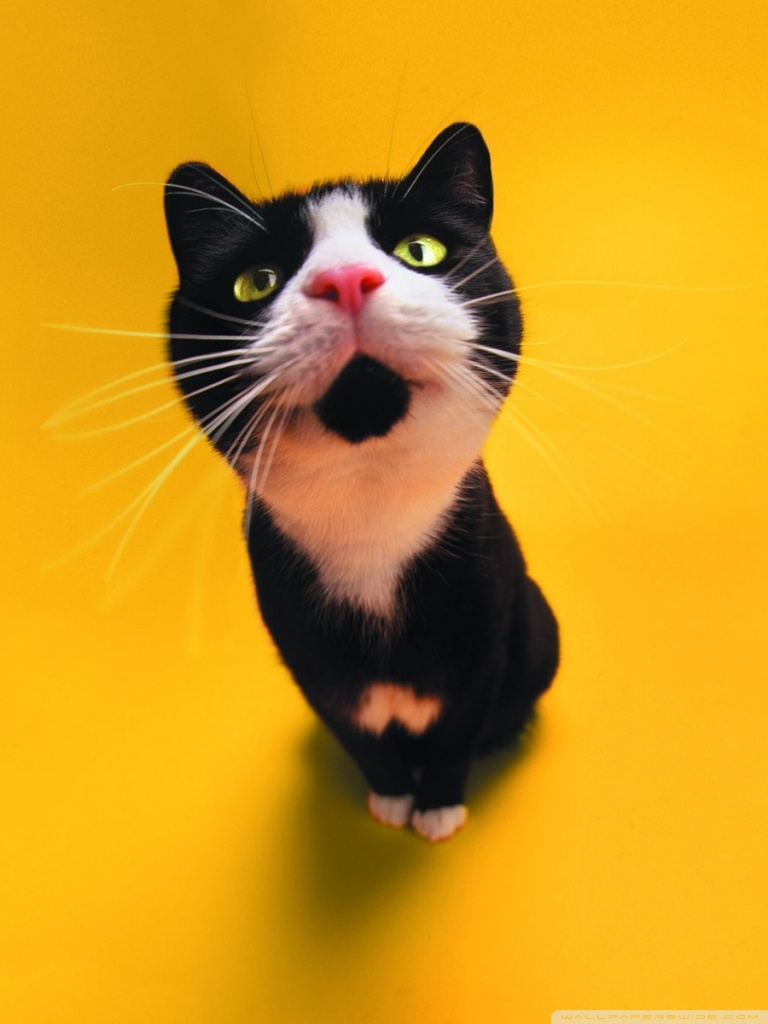 768x1024   Веселые обои Mobile