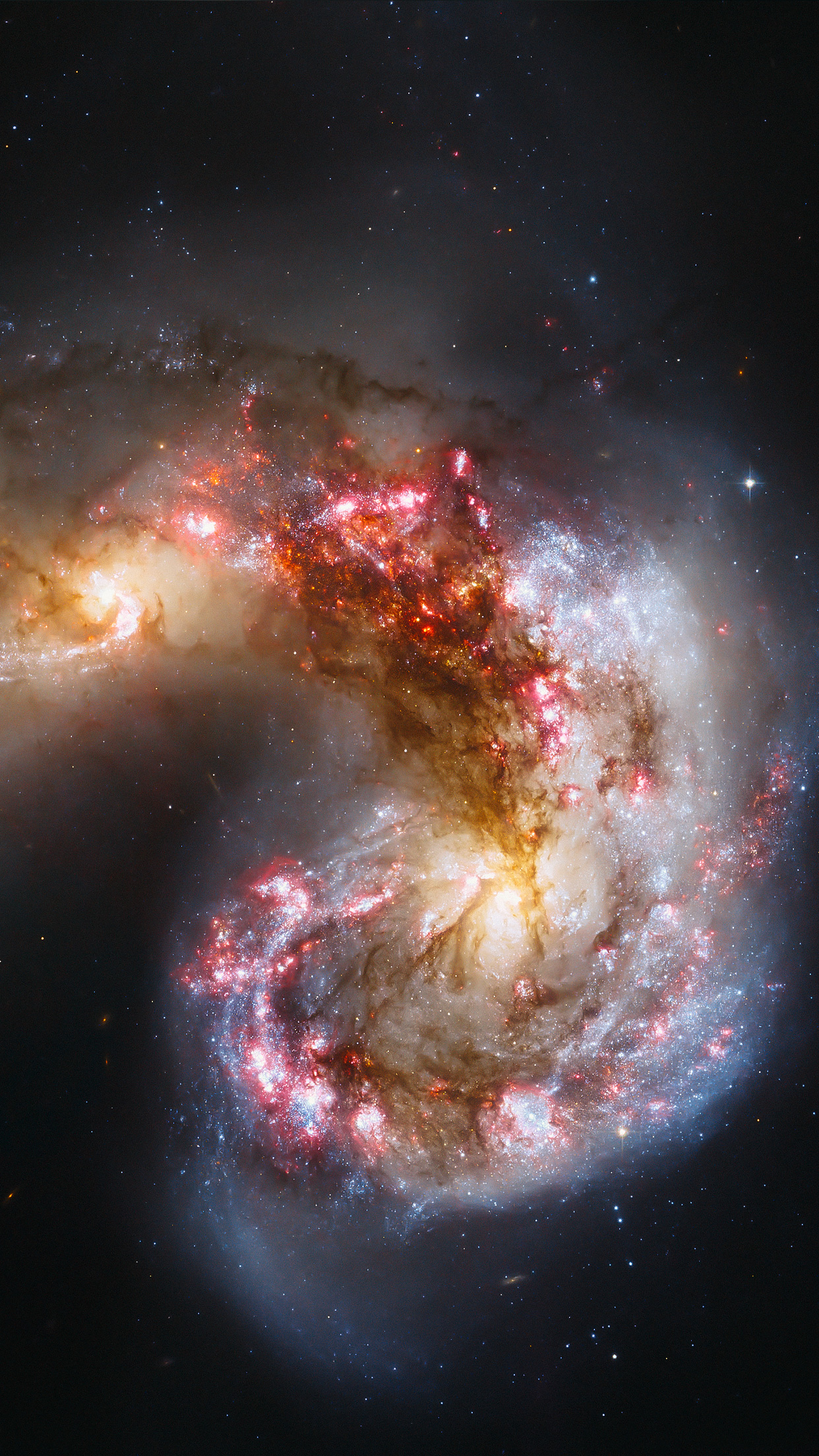 1242x2208  Psiu Puxa Wallpapers