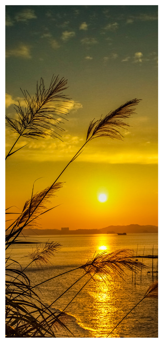 650x1361  Reed Cell Phone Wallpaper In The Заходящее солнце фоны изображений скачать бесплатно-400705991 -Lovepik.com 