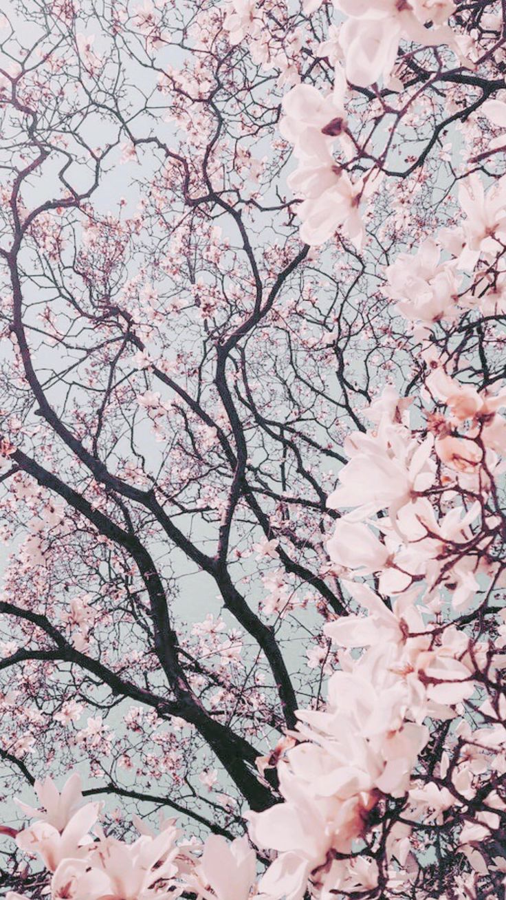736x1308  » Весенние обои - 100 красивых изображений, которыми можно украсить свой телефон или компьютер | Архитектура 