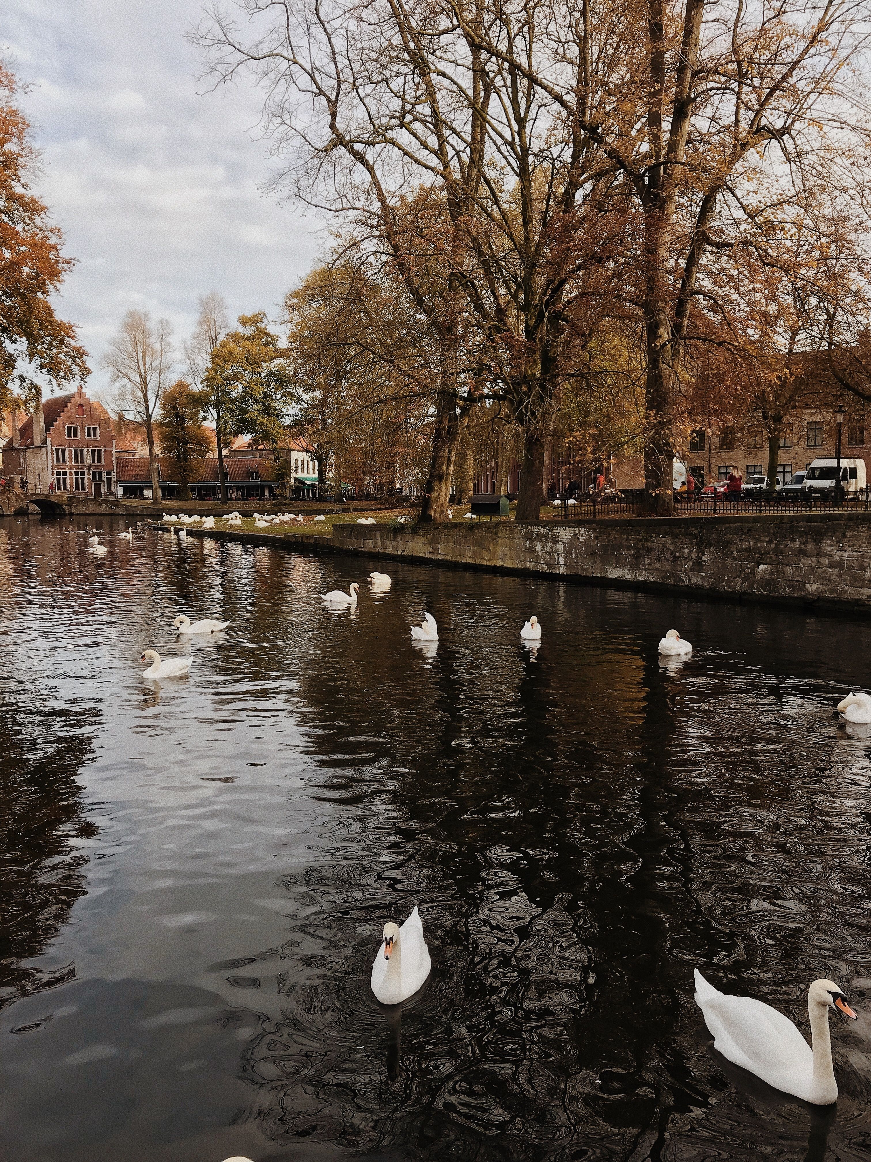 3024x4032  Belgium. Брюгге фотография. Обои для телефона! | Обои для телефона Фотография Обои
