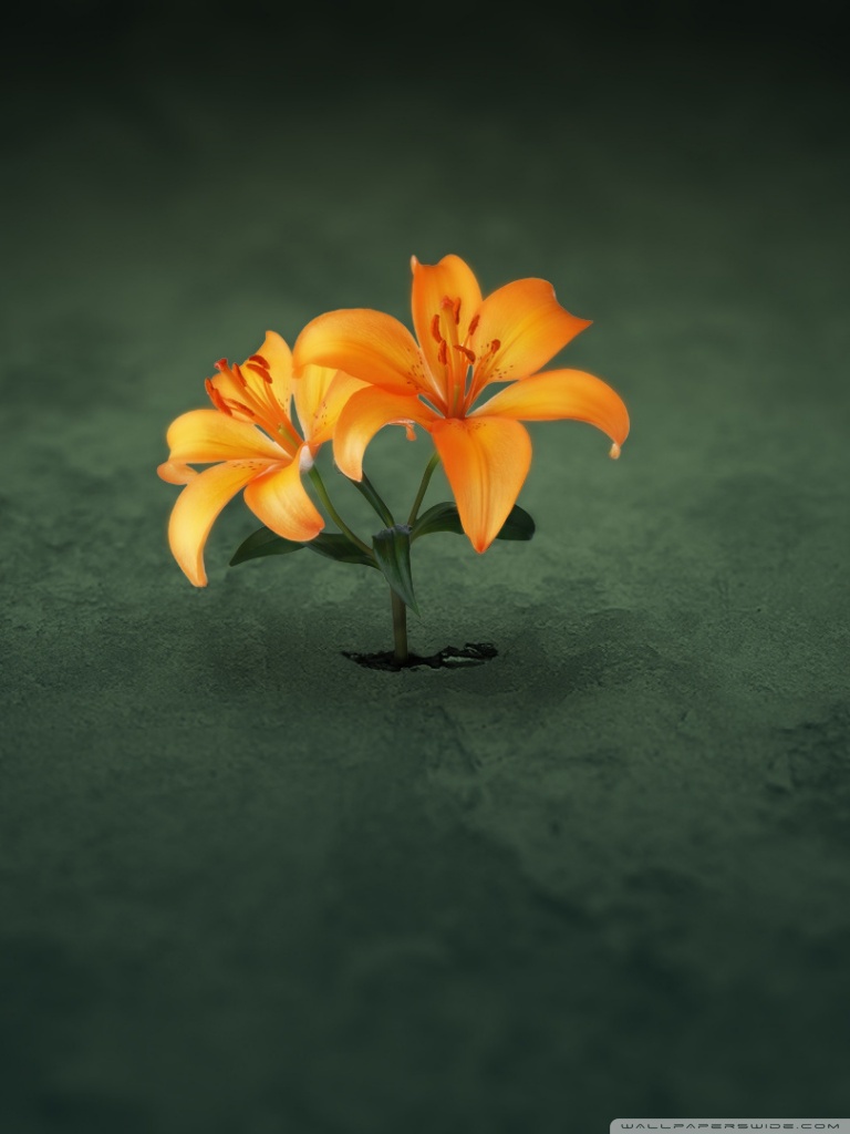 768x1024   Creative Orange Обои для рабочего стола Flowers Ultra HD для 4K UHD TV: широкоформатный \ u0026 UltraWide Desktop \ u0026 Laptop