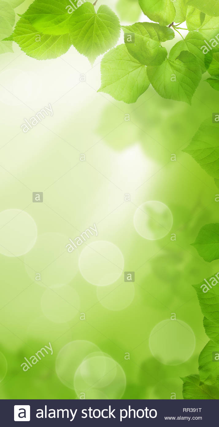 714x1390   Зеленый весенний фон со светом боке для обоев сотового телефона Фото - Alamy