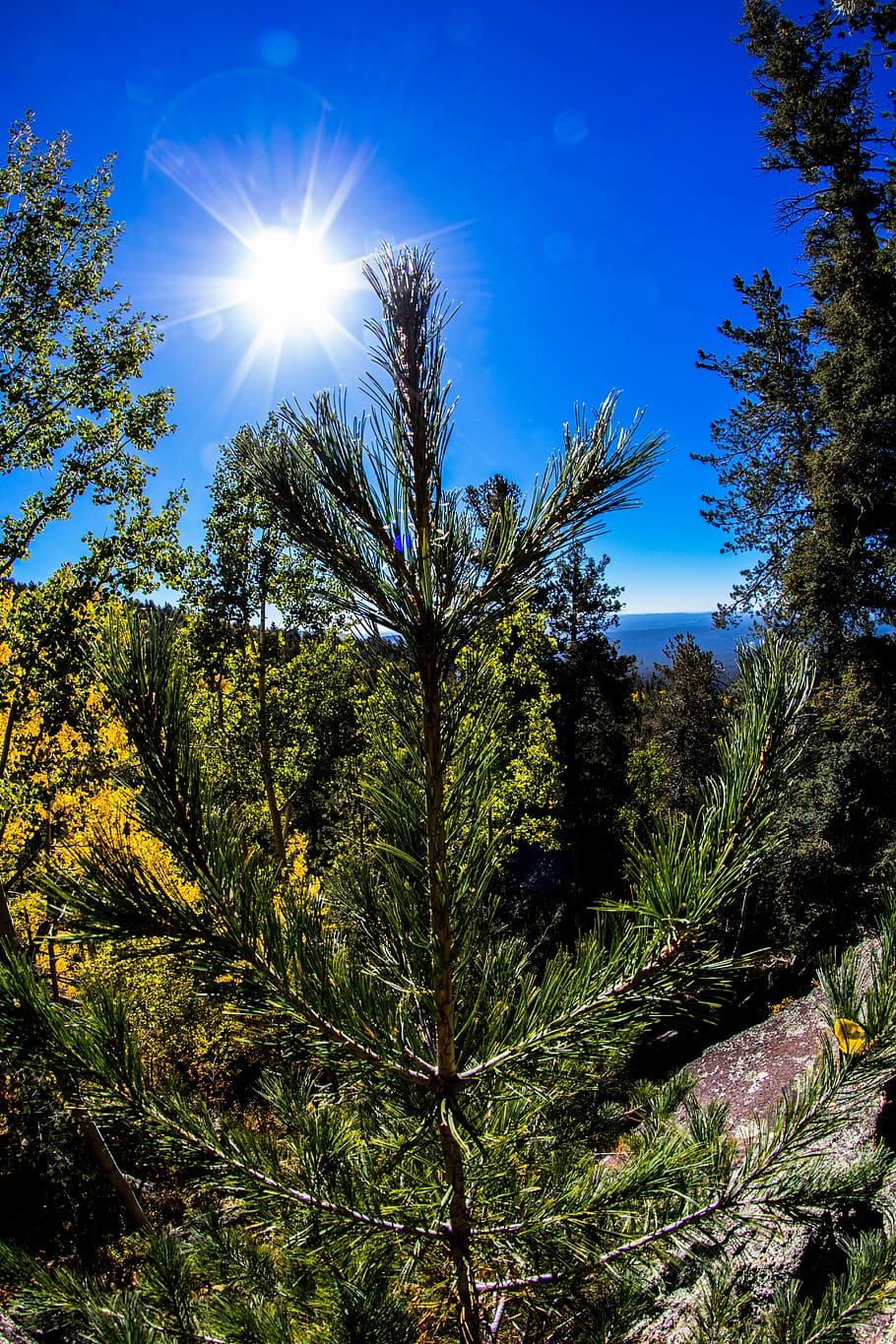 910x1365  HD wallpaper: флагшток сша зеленый осень деревья дикий рыбий глаз | Обои Flare