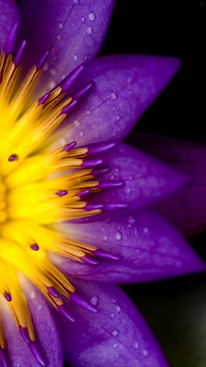 675x1200  Макро Обои | Макросъемка цветы Цветочные обои для телефона Обои для iPhone фиолетовый