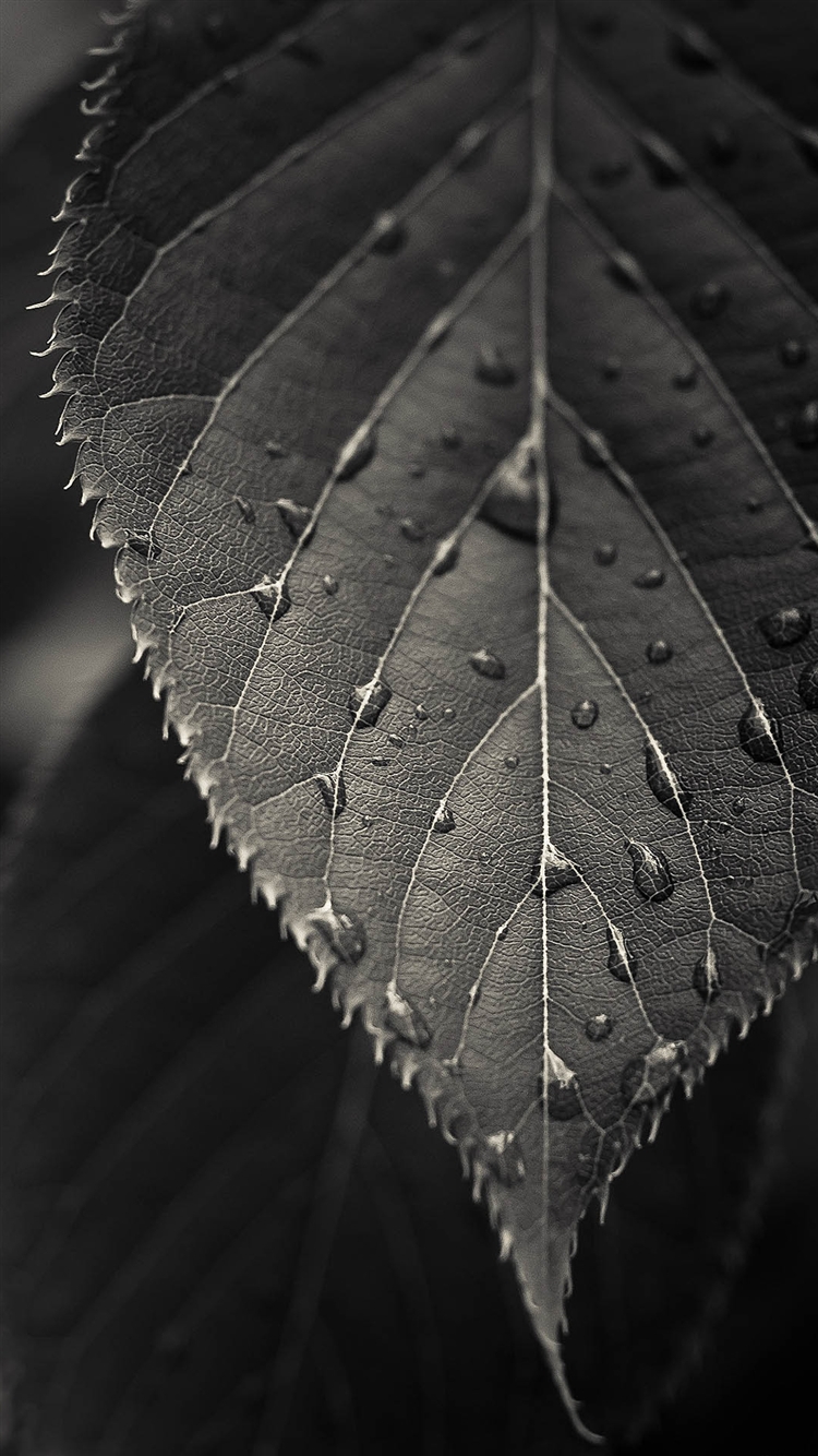 750x1334  Free Wallpaper Phone: Leaf Macro Wallpaper iPhone 6