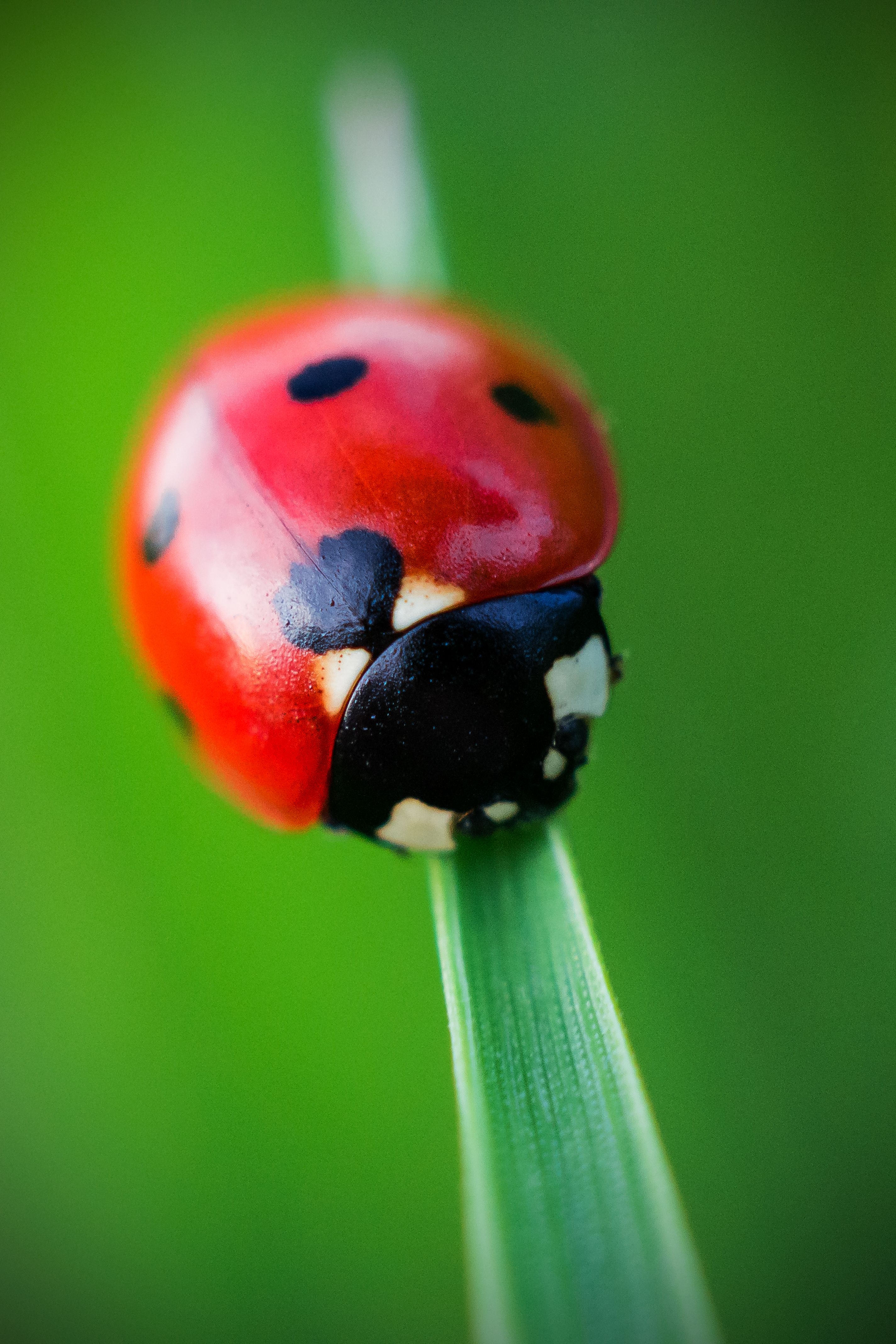 2848x4271  Macro Phone Wallpapers - Wallpaper Cave