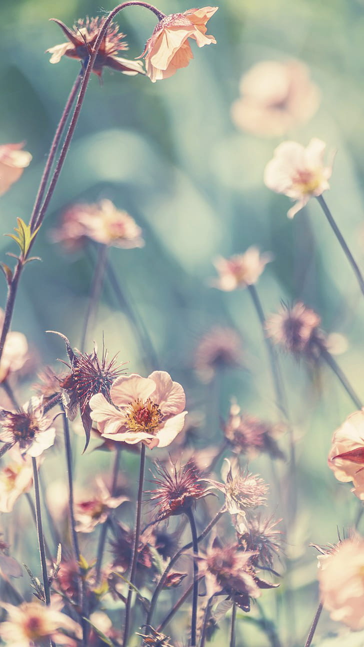 728x1294   Blue Flower Wallpaper Hd For Mobile