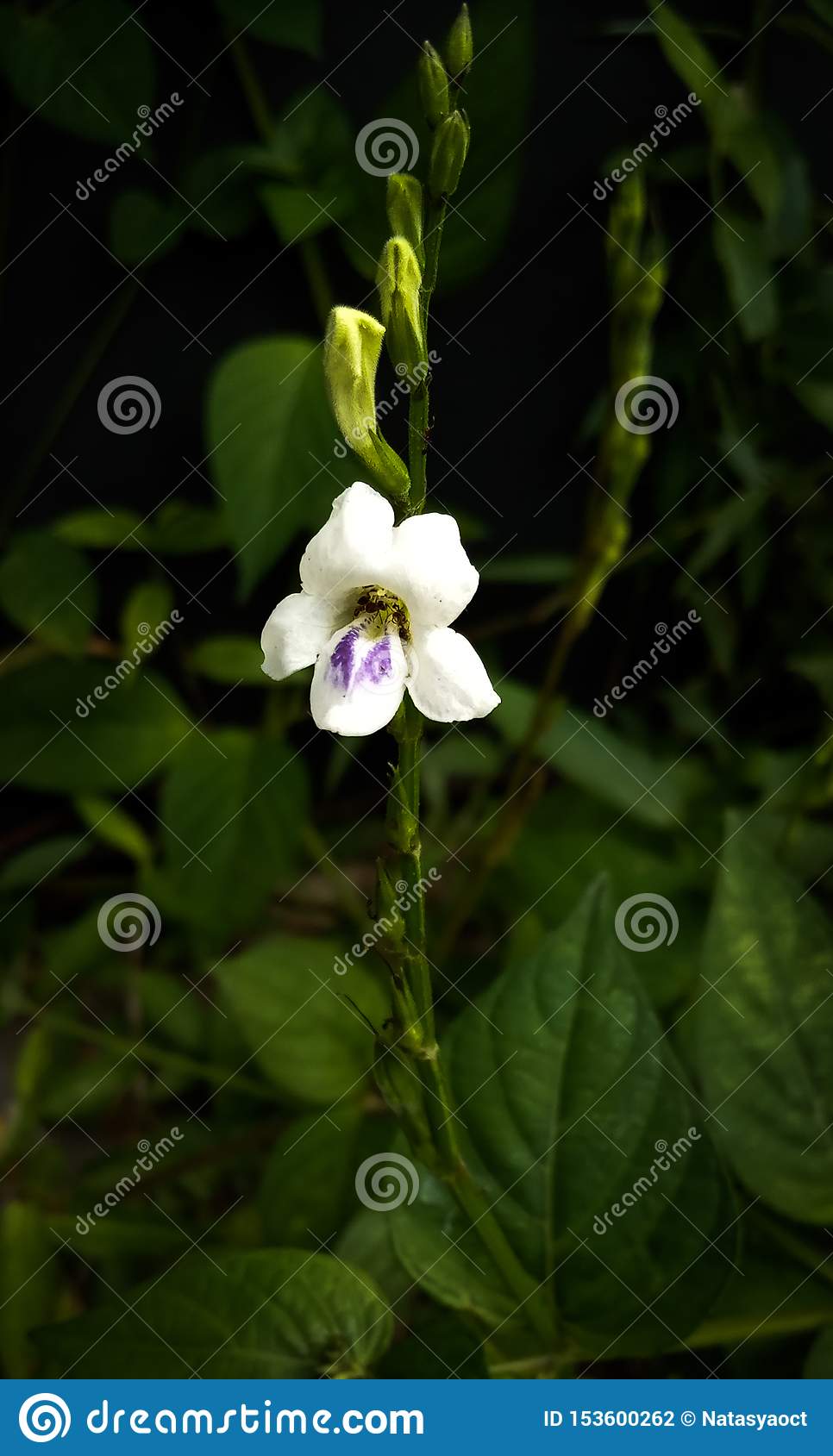 966x1689  Mint Wallpaper-4k HD Macro Nature Wallpaper для Android - APK Download 