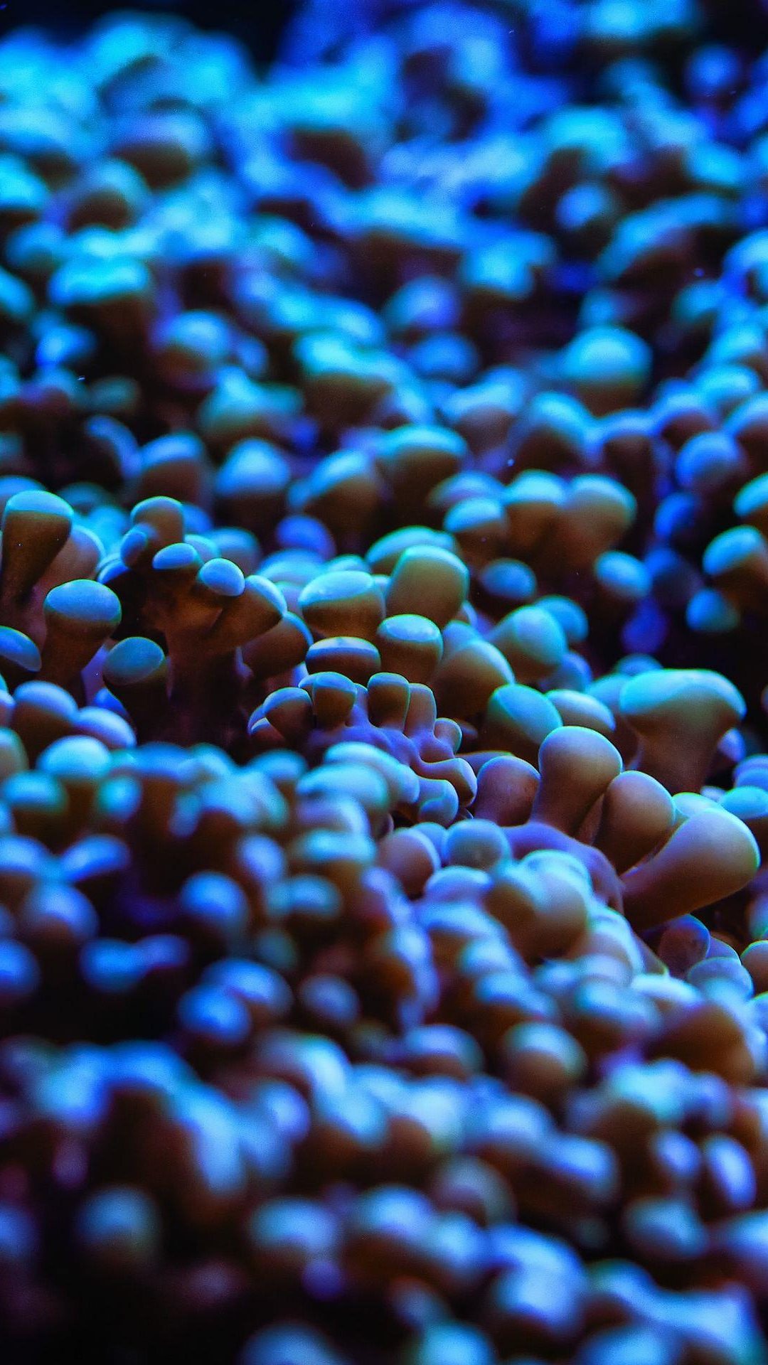 1080x1920   Размытые оранжевые плоды - Макро обои HD 