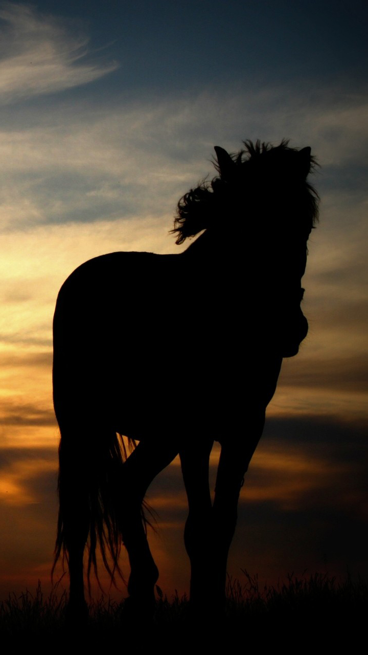 720x1280  Sil Silhouette Horse Wallpaper - Mobile Wallpapers 