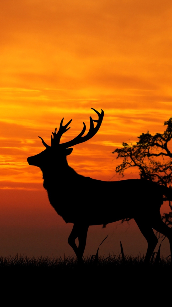 720x1280   Animal / Deer (720x1280) ID обоев: 707718 - Mobile Silhouette Wallpapers Abyss