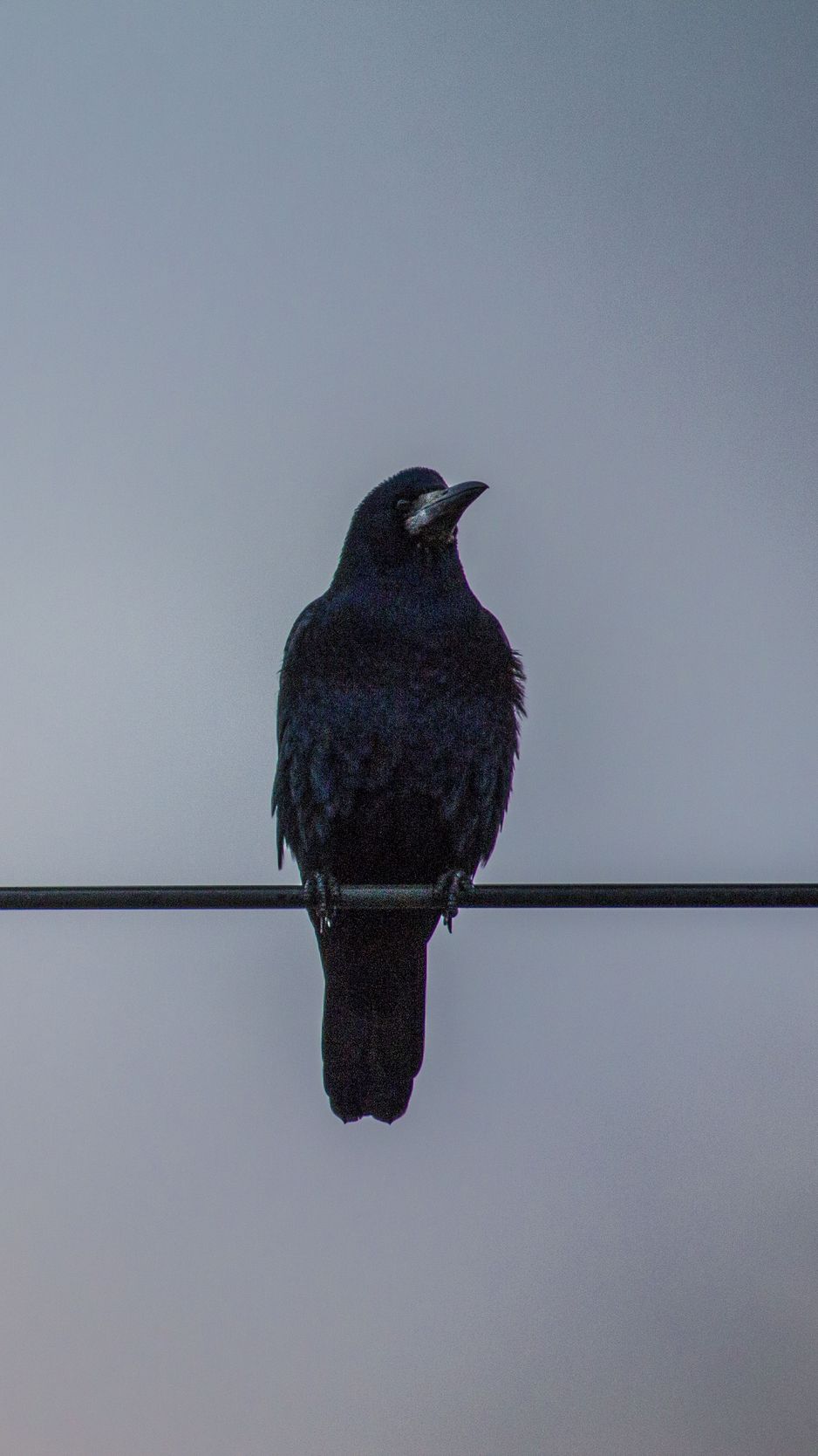 938x1668   ? Черное платье вороны обои | (66161) 