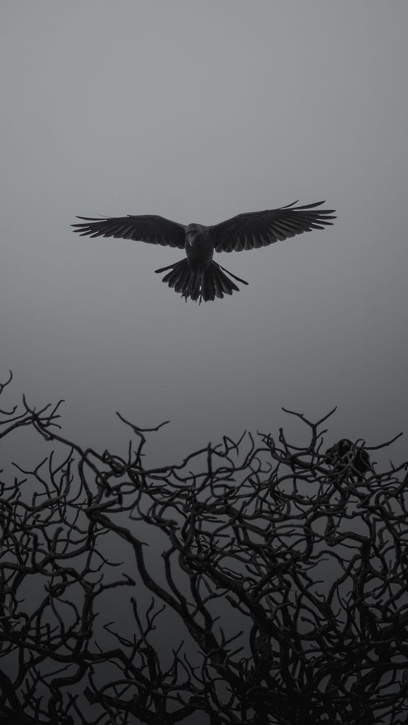 800x1420  Itachi Crows Wallpaper Hd - Anime Best Images