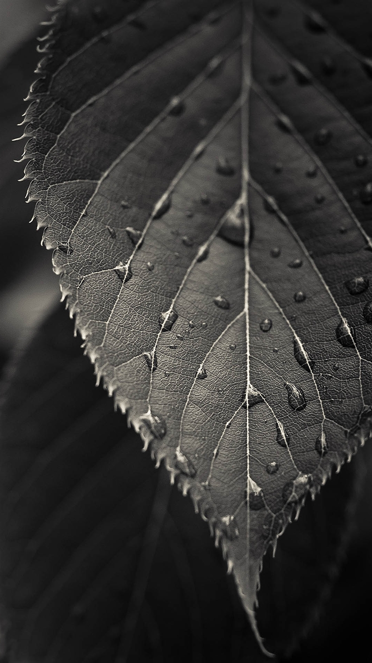 750x1334 Free Wallpaper Phone: Leaf Macro Wallpaper iPhone 6