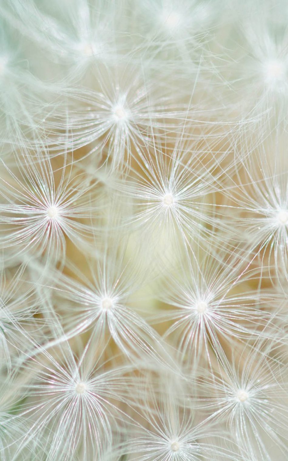 950x1520 Dandelion Flower Macro 4K Ultra HD Mobile Wallpaper