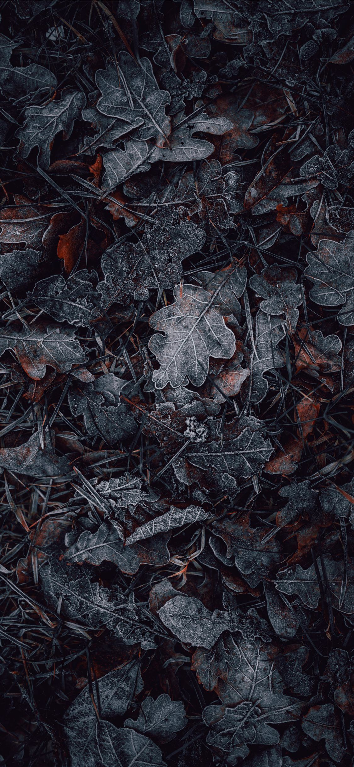 1125x2436 макросъемка серых и коричневых листьев #leaf #nature #snow #grey #art | Темные обои для телефона Макросъемка Удивительные hd обои