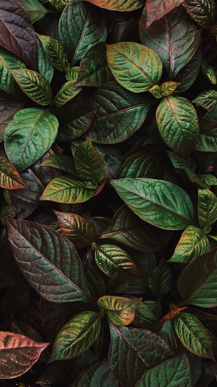 720x1280  Wallpaper Leaves Plant Green Shine - Phone Wallpaper Plants - 720x1280 Wallpaper - teahub.io 
