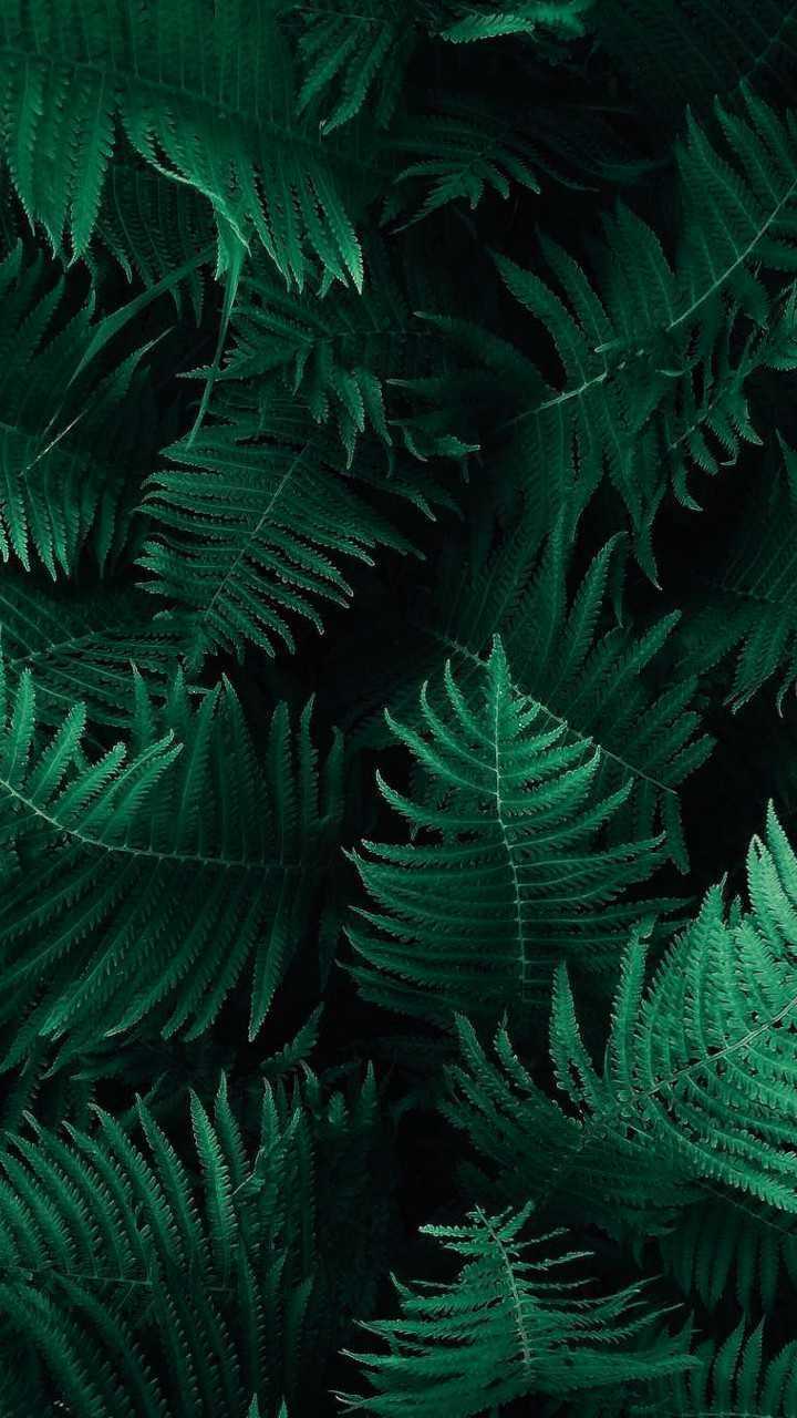 720x1280  Plant Wallpaper - KoLPaPer - Awesome Free HD Wallpapers