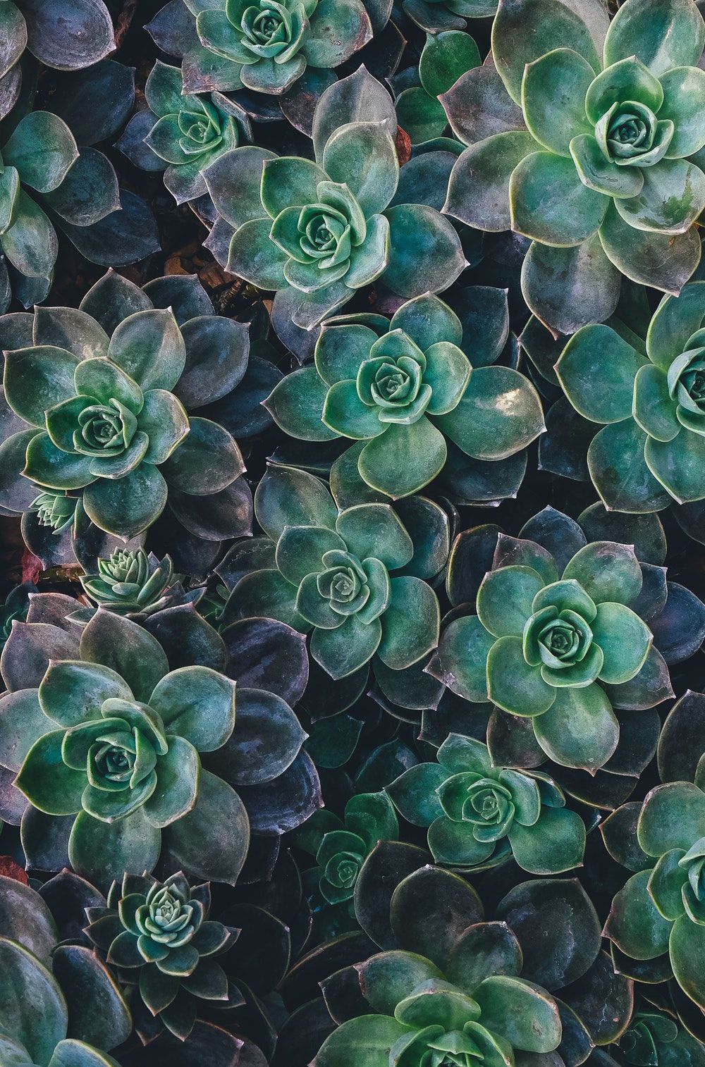 1000x1514  Succulent Wallpapers - Top Free Succulent Backgrounds - WallpaperAccess