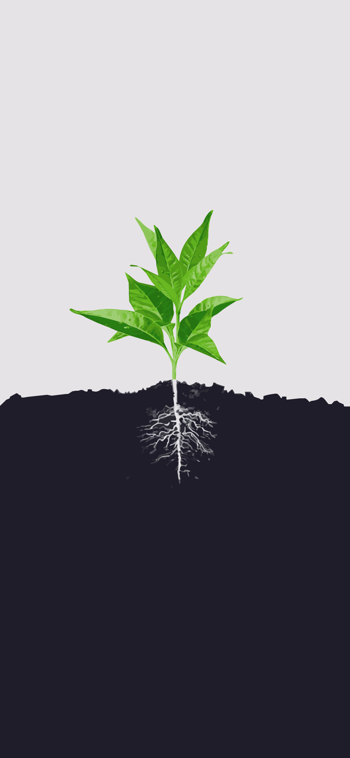 1205x2609  MINIMAPALISTER • Android | Минимальный | BOHO | минималистский | формы | природа | листья | телефон фон мгновенная загрузка эстетика | Обои с абстрактным искусством Обои для телефона Boho Шаблоны обоев для телефона 