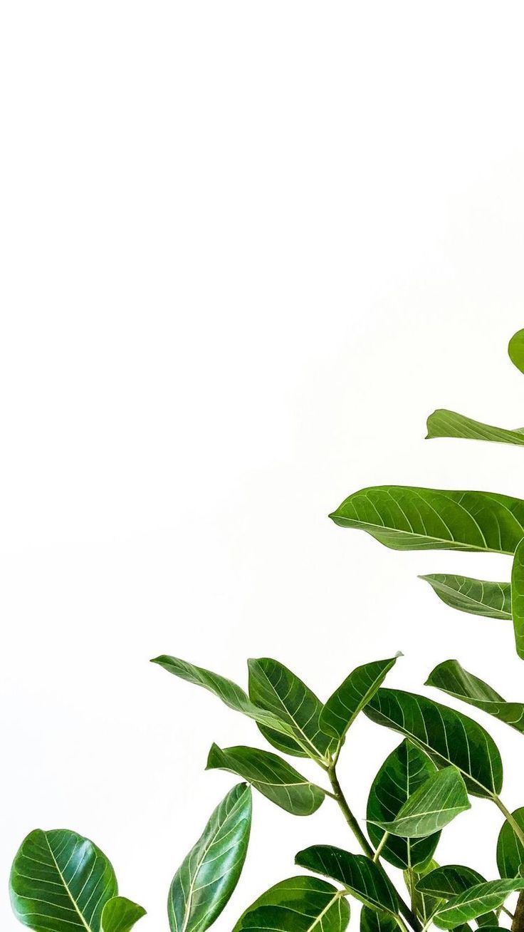 736x1308  sunflower iphone wallpape