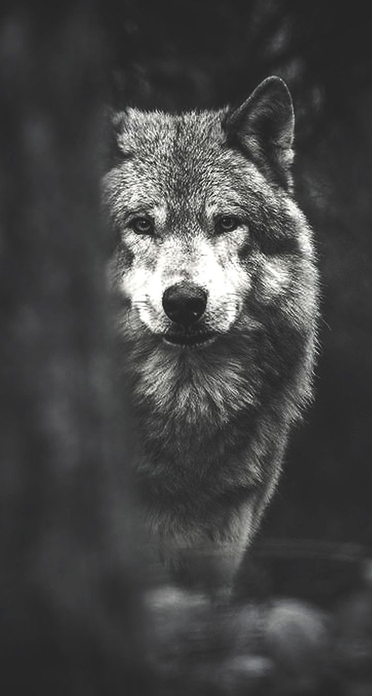 736x1377 Wolf Phone Wallpapers - Лучшие бесплатные фоны для телефонов Wolf - WallpaperAccess