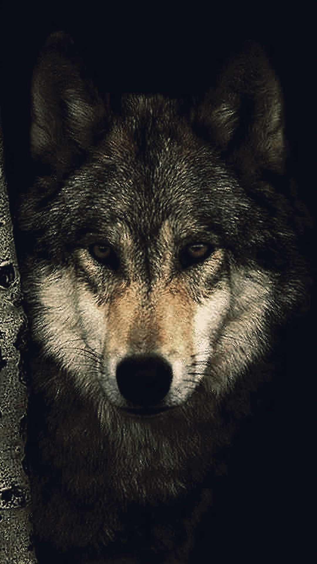 1080x1920 Wolf Hd Wallpaper для телефона