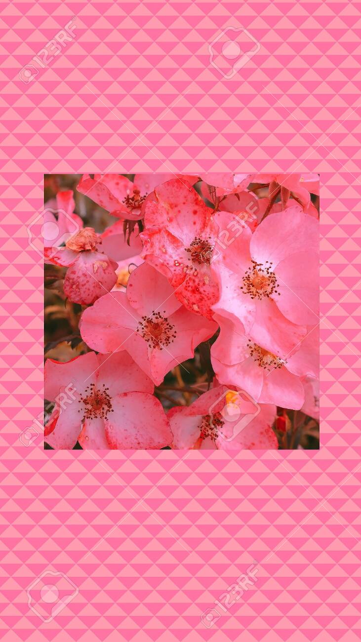 731x1300  Fashion Aesthetic Wallpaper Phone. Розовые цветы цветут фон Фотография картинки, изображения и сток-фотография без роялти. Изображение 148839411 .
