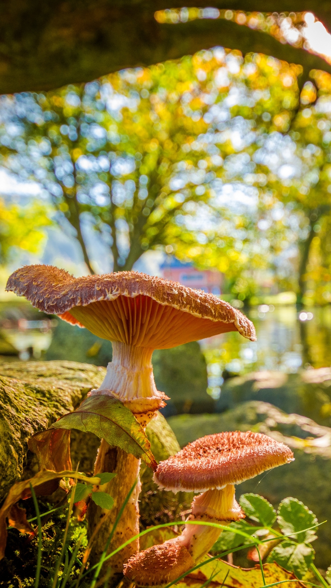 1080x1920   Земля / Гриб (1080x1920) ID обоев: 700978 - Mobile Abyss