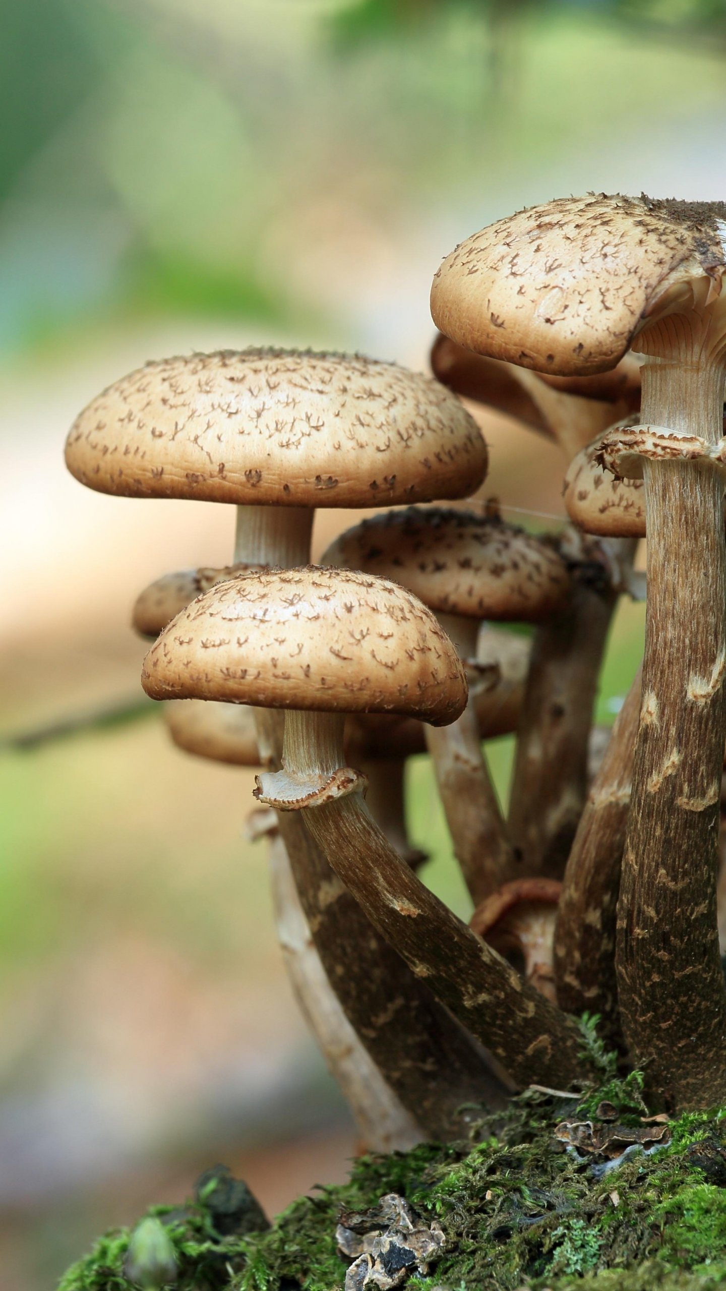 1440x2560  Mushroom Wallpaper - iPhone Android \ u0026 Фоны рабочего стола