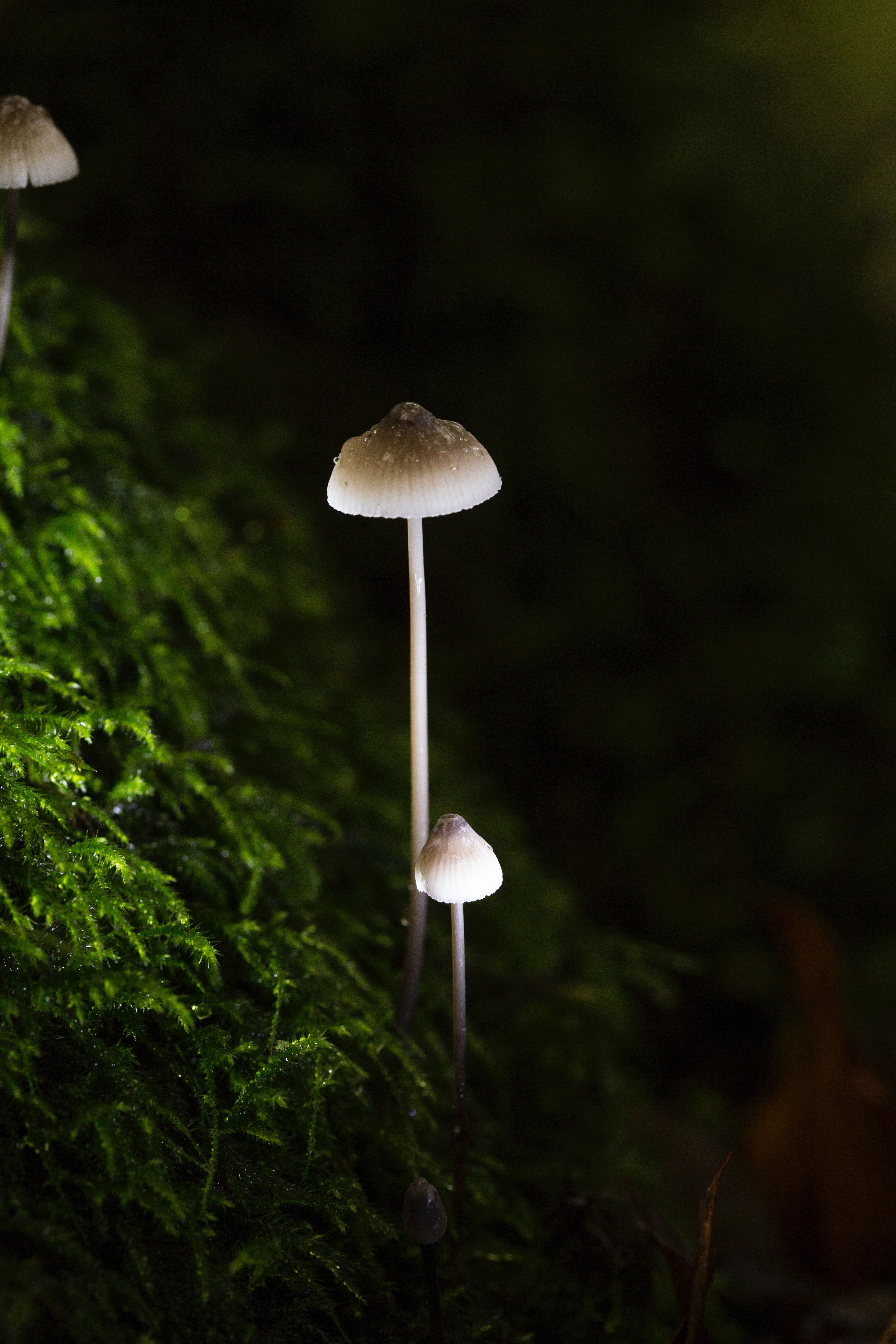 3840x5760  Magic Mushroom Мобильные обои - Обои Cave