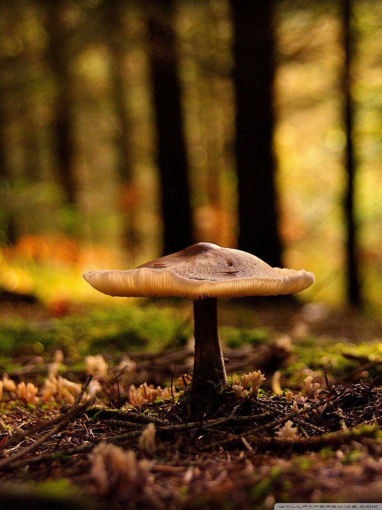 768x1024  Forest Mushrooms Phone Wallpaper - Nature Wallpaper 