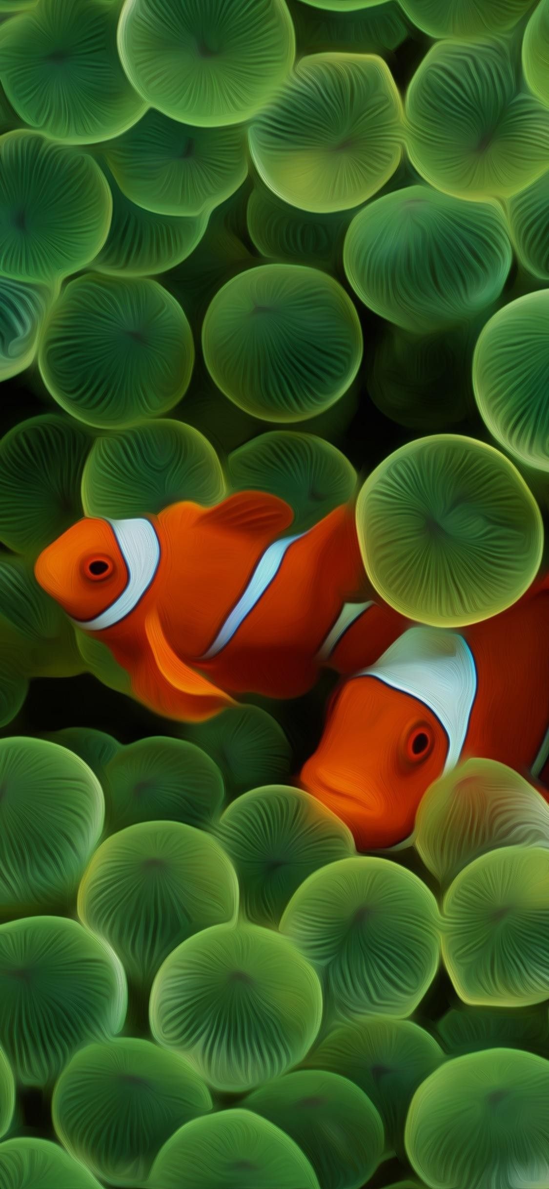1125x2436  Clownfish HD оригинал iOS 11 iPhone X яблоко обои iphone 8 чистая красота col… | Оригинальные обои для iphone Рыбы обои iphone Старые обои для iphone 