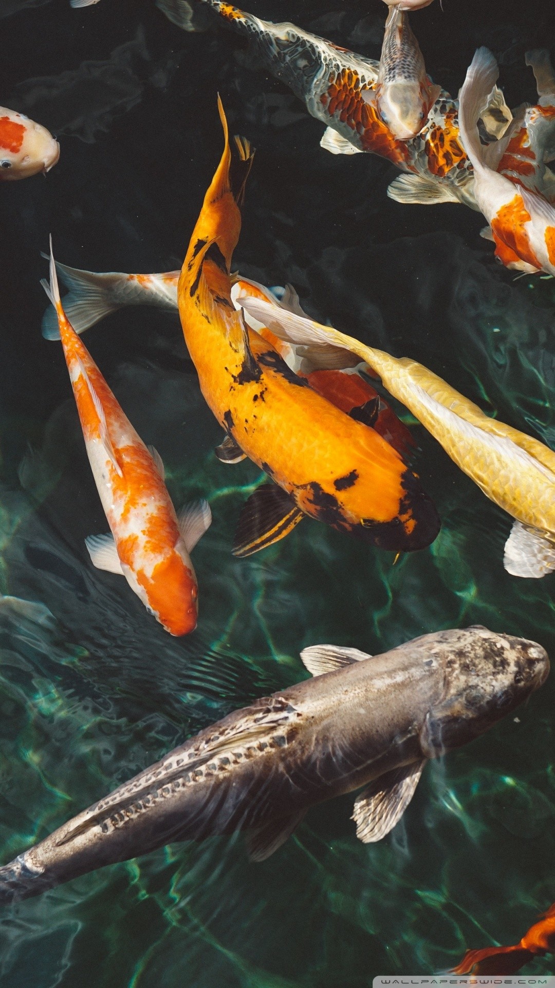 1080x1920  Fish Phone Wallpapers - Лучшие бесплатные фоны для телефонов с рыбками - WallpaperAccess