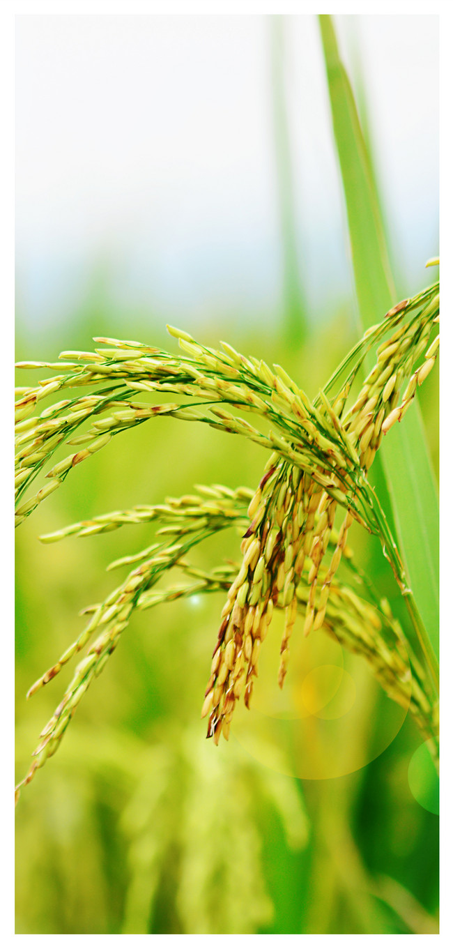 650x1361   Рисовое ухо Мобильный телефон Обои фоны изображения скачать бесплатно-400426969 -Lovepik.com 